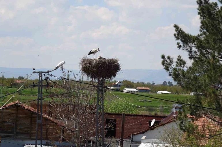 Malatya’da baharın müjdecisi leylekler yuvalarına dönüyor 