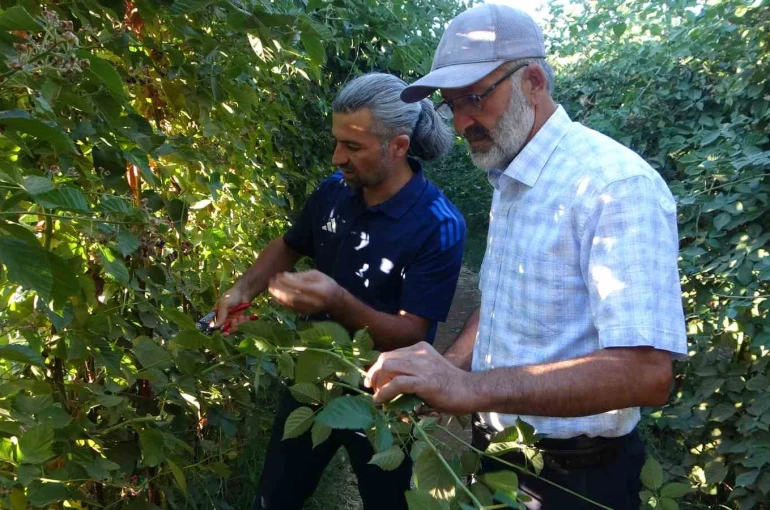 Malatya’da bitkisel üretim çeşitliliğinde üzümsü meyvelerin üretimi yaygınlaşıyor