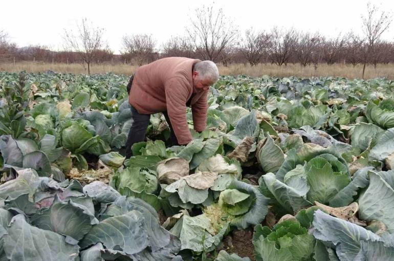 Malatya’da çiftçiler alternatif ürünlerle zararlarını telefi ediyor