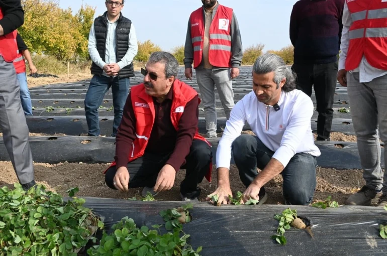 Malatya’da çilek yetiştiriciliğinde hibe destekli proje başladı 