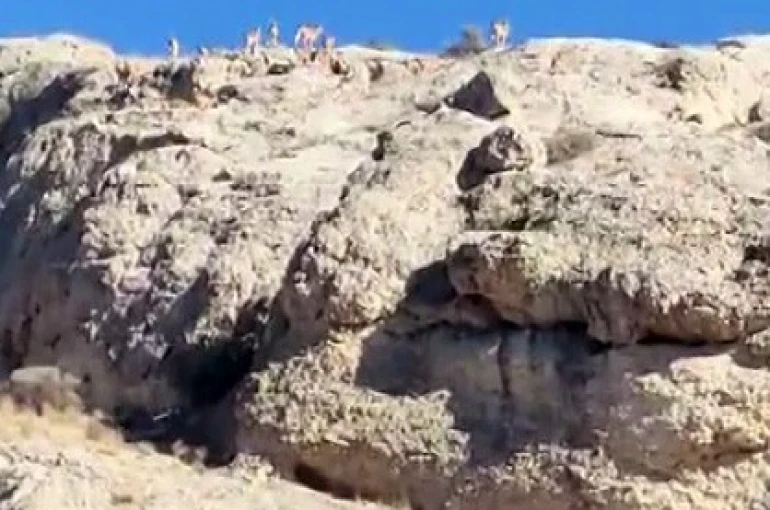 Malatya’da dağlık alanda yaban keçisi sürüsü görüntülendi 