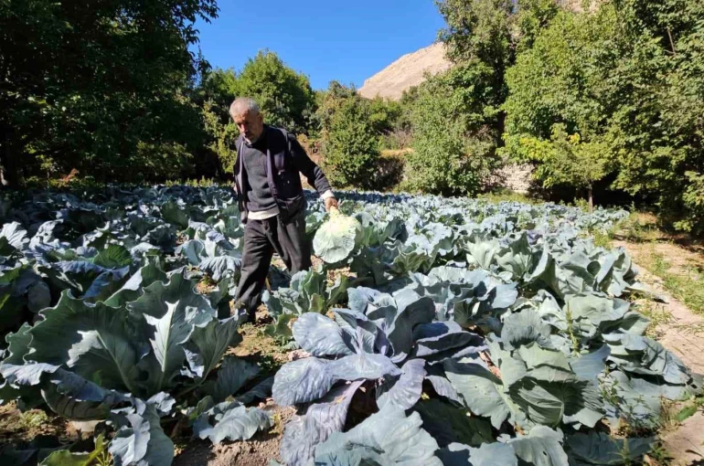 Malatya’da Gökyar lahanasında hasat zamanı 