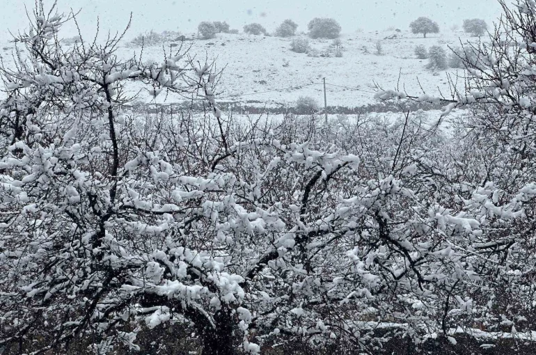 Malatya’da kayısı bahçeleri kar altında kaldı 
