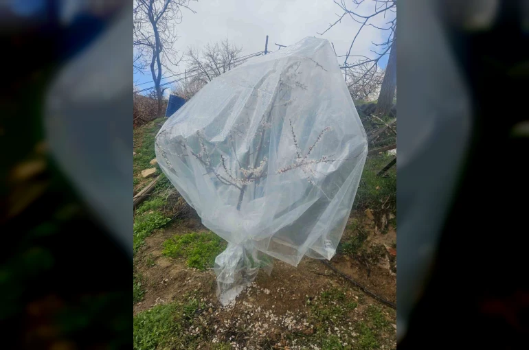 Malatya’da kayısı üreticileri zirai don için alarma geçti