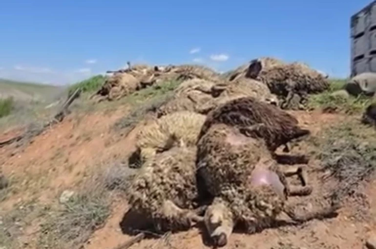 Malatya’da küçükbaş hayvan yüklü tır devrildi: 2 kişi yaralandı, 80 koyun telef oldu 