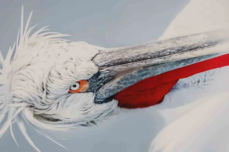 Malatya’da ‘Kuşların Dünyası’ sergisi yoğun ilgi gördü