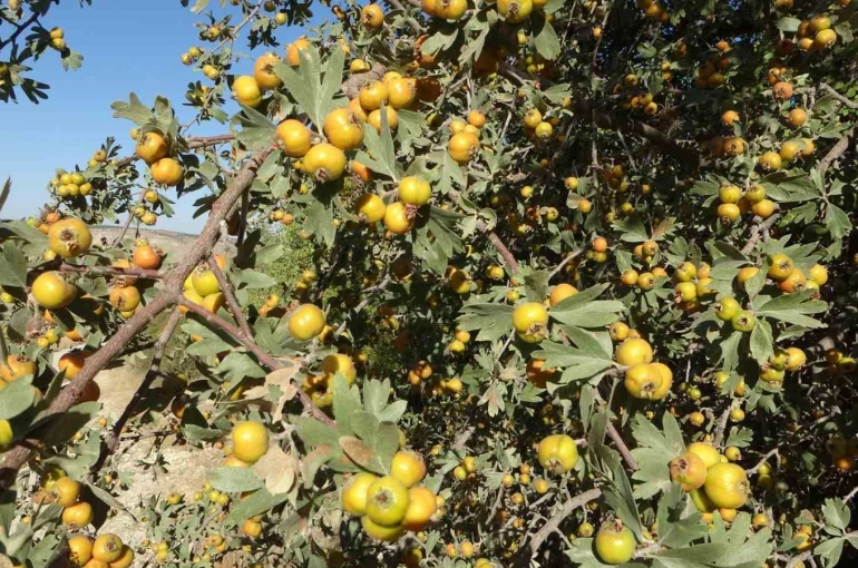 Malatya’da şifa deposu alıçta hasat zamanı 