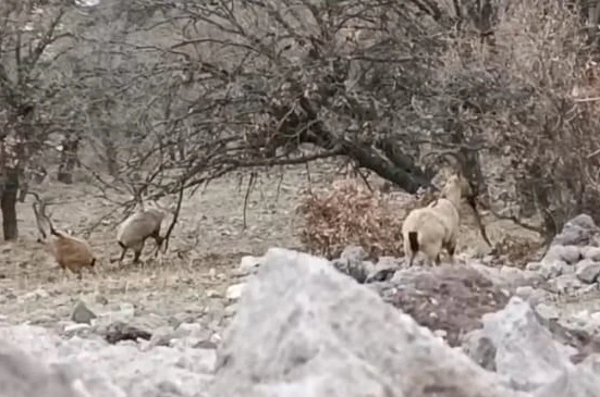 Malatya’da sürü halindeki yaban keçileri görüntülendi