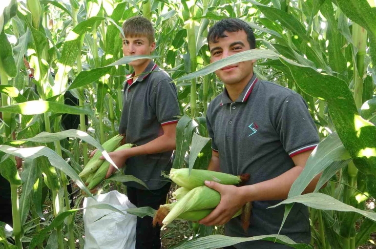 Malatya’da Tarım Lisesi Öğrencileri silajlık mısır hasadına başladı 