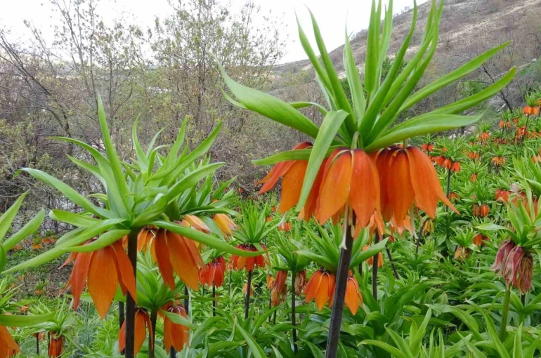 Malatya’da ters laleler doğayı renklendirdi 