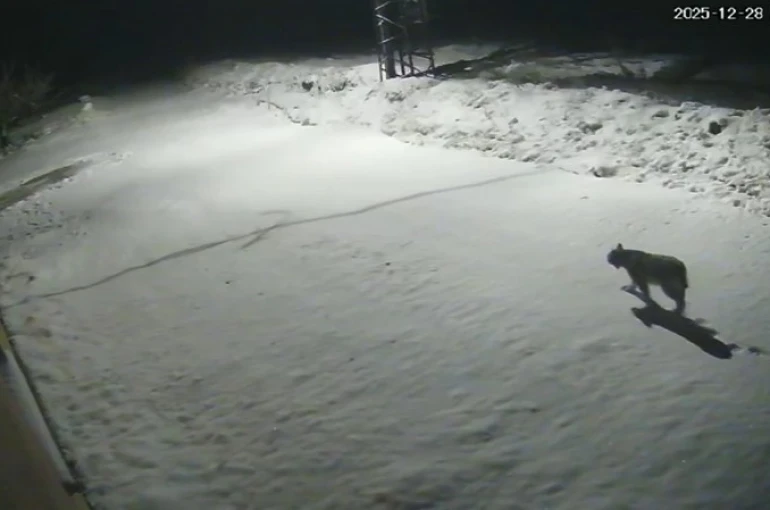 Malatya’da ‘vaşak görüntülendi 