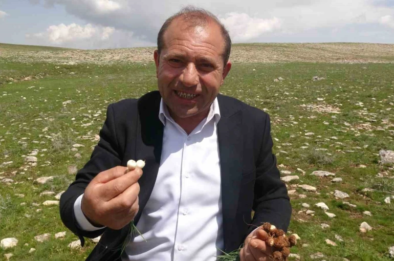 Malatya’da yüksek rakımlı bölgelerde çiğdem mesaisi