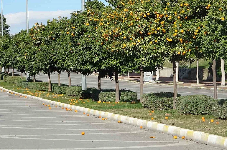 Manavgat’ta fırtına ve yağmur turunçları yollara döktü 