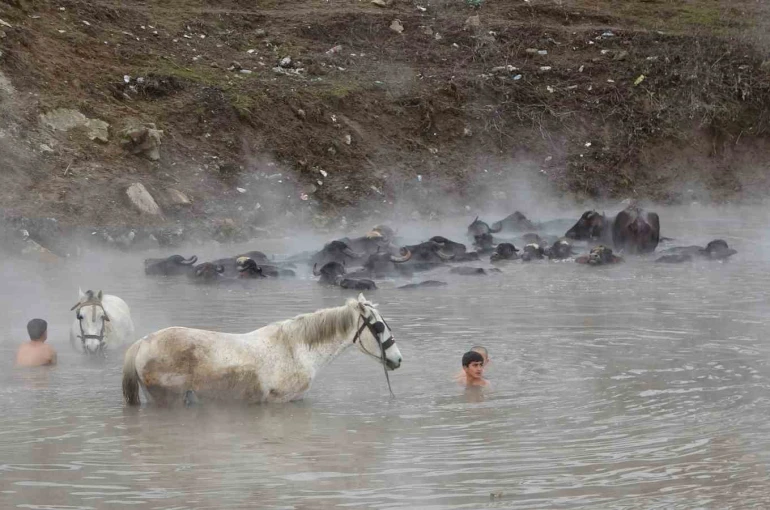 Manda ve atların kışın ortasında kaplıca keyfi 