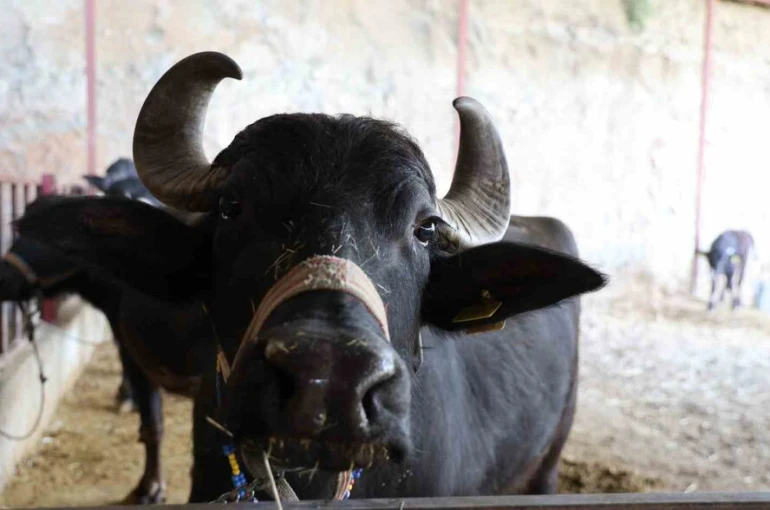 Mandadan gelen altın lezzet 