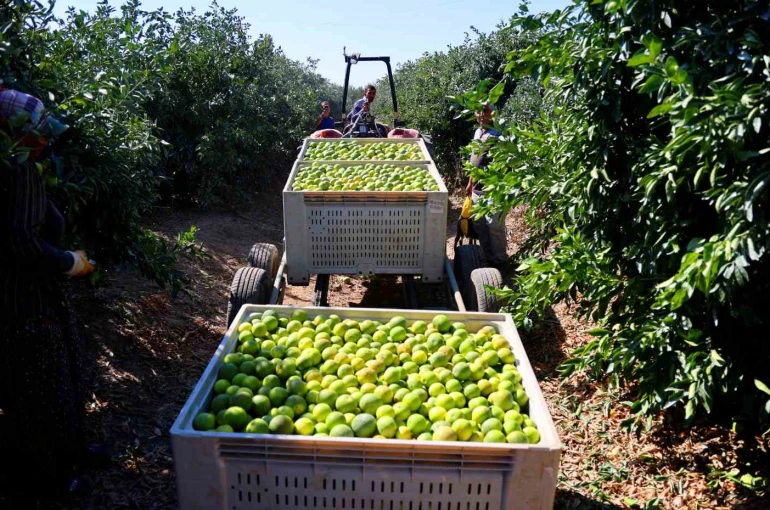 Mandalinada hasat zamanı, verim yüksek: Kilosu 8-15 TL arasında 