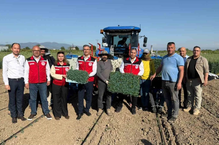 Manisa’da 131 bin dekarlık alanda domates mesaisi 