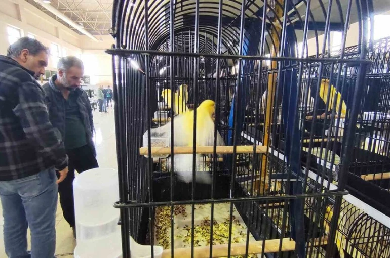 Manisa’da 3 bin kanarya yarıştı 