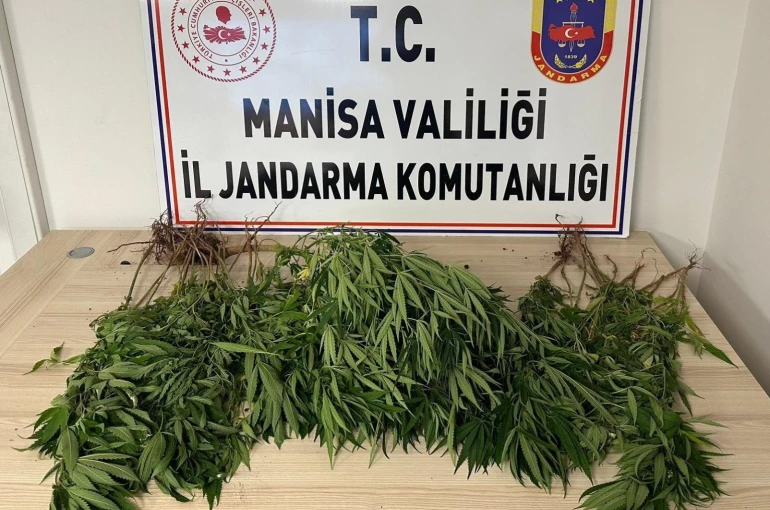 Manisa’da bahçesine kenevir eken kişi tutuklandı 