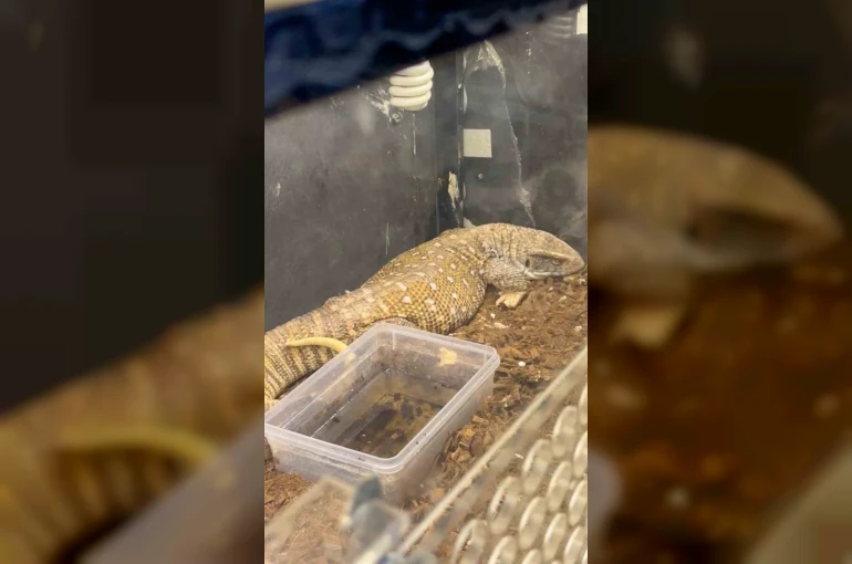 Manisa’da egzotik hayvan operasyonu: 61 yaban hayvanı kurtarıldı