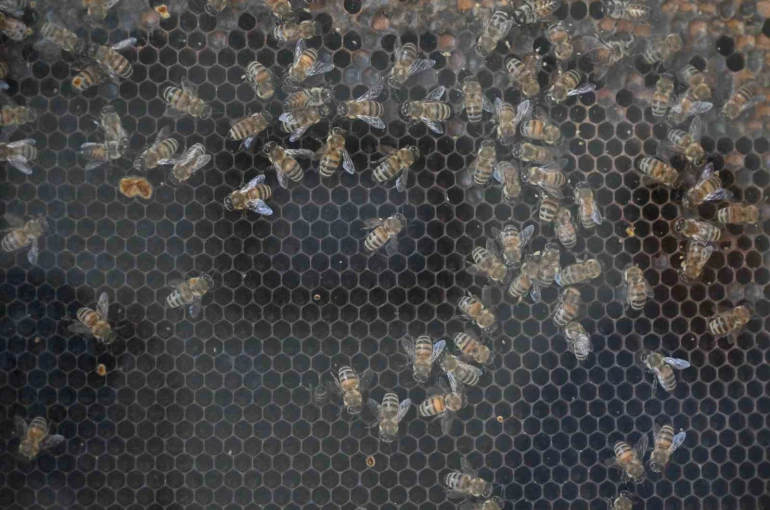 Manisa’da kırsal kalkınmaya 144 milyon TL’lik dev yatırım 