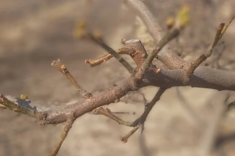 Manisa’da meyve ağaçlarına ateş yanıklığı uyarısı