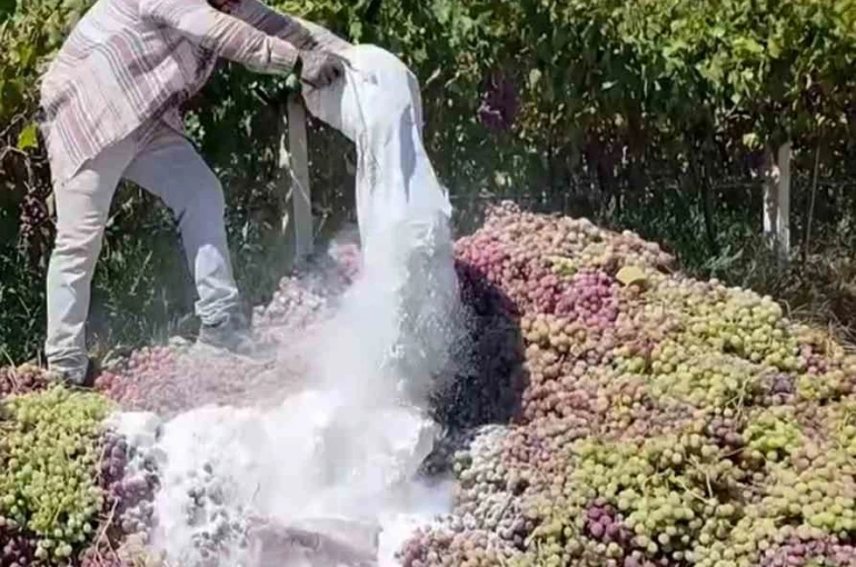 Manisa’da yasaklı ilaç kullanılan 6 ton üzüm imha edildi 