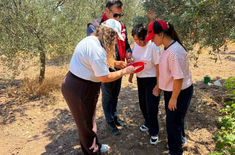 Manisa’da zeytin ve meyve bahçeleri zararlılara karşı takipte