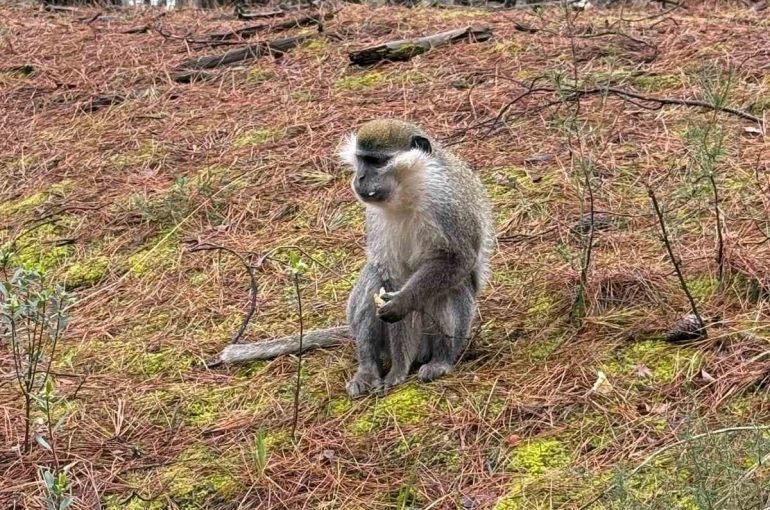 Mantar aramak için çıktığı doğada maymun buldu 