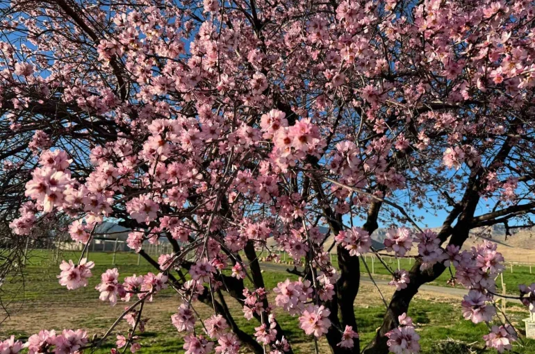 Mardin’de badem ağaçları erken çiçek açtı 