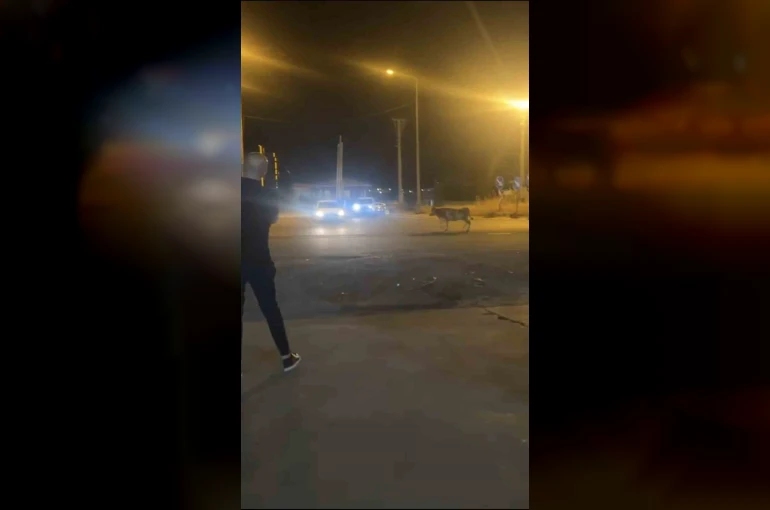 Mardin’de kaçan kurbanlık inek ortalığı birbirine kattı 
