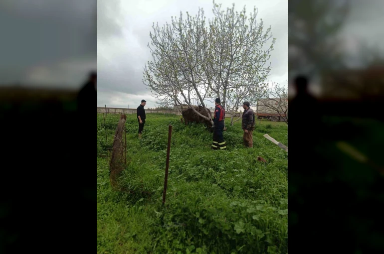 Mardin’de kuyuya düşen ineği itfaiye kurtardı 