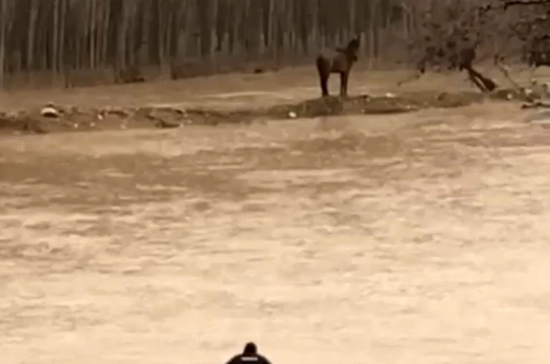 Mardin’de sel sularına giren vatandaş atını kurtardı 