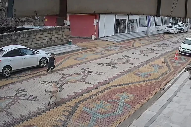 Mardin’de sokak köpeklerinin saldırdığı çocuğu esnaf kurtardı