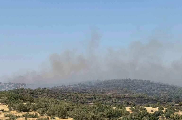 Mardin’de yangına müdahale eden ekipler kaplumbağalara su verdi 