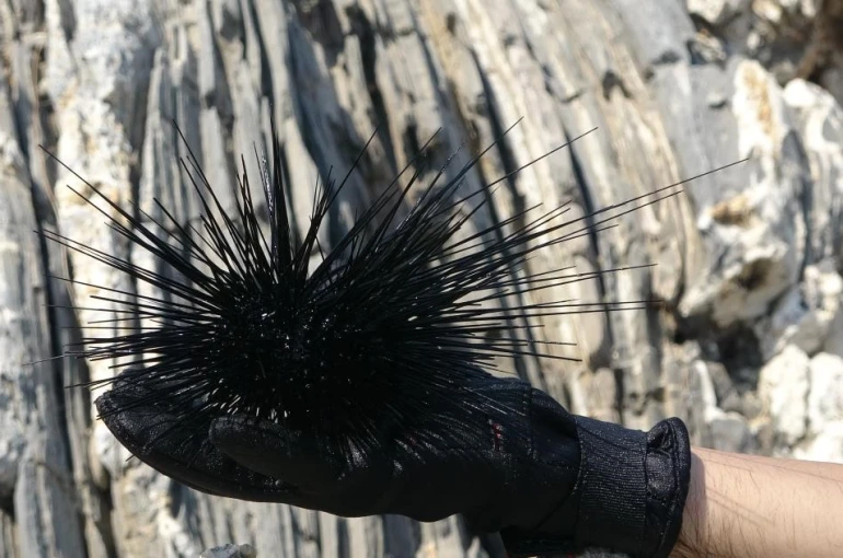 Marmara’nın denizkestanesi avcılığına açılmasına tepki 