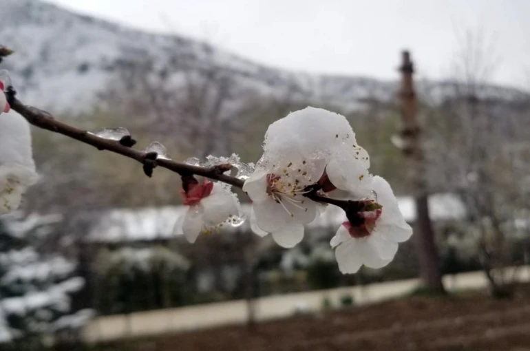 Mart sonrası Nisan şoku: Erzincan ve çevresinde gece donu 