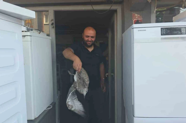Martı yavrusu beyaz eşya tamircisini karıştırdı