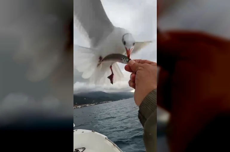 Martılarla balıkçı arasındaki dostluk kamerada