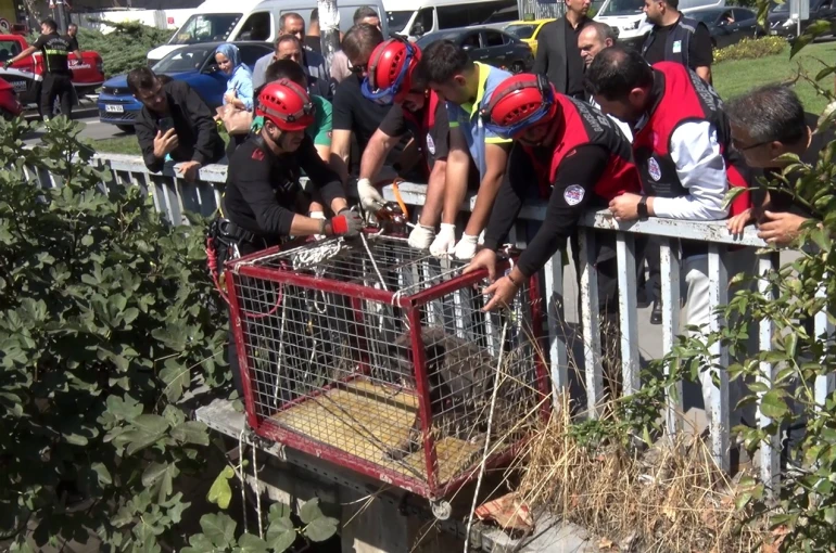 Menfezde mahsur kalan köpeği Başkan Bahadır kurtardı