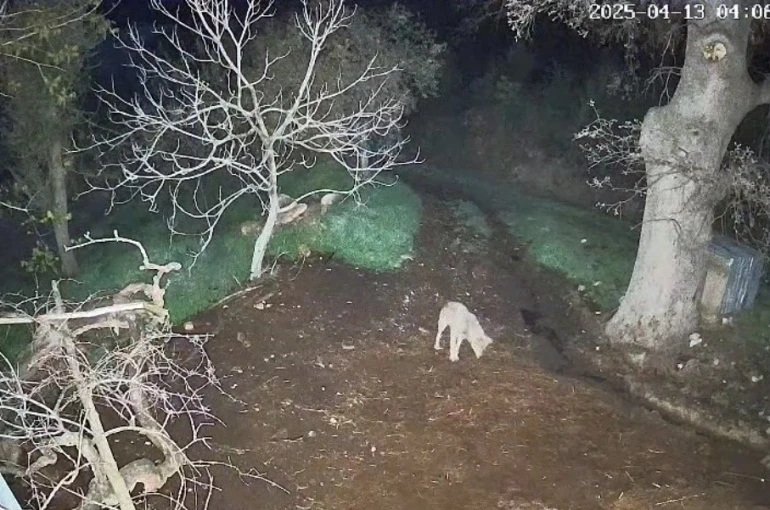 Menteşe’de kurdun saldırdığı 3 koyun telef oldu 