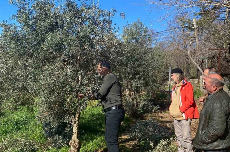 Menteşe’de zeytin ağaçları mercek altında 
