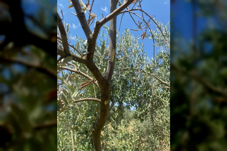 Menteşe’de zeytin ağaçlarında Verticillium solgunluğu kontrolleri yapıldı