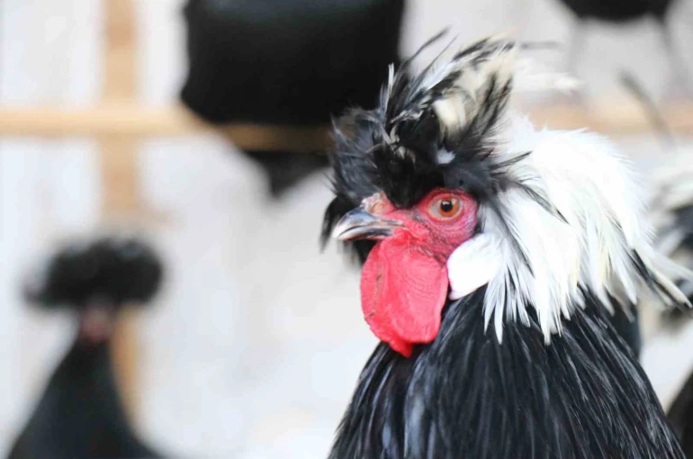 Mermer fabrikasında egzotik mesai: Farklı ırklardaki tavuklar burada yetişiyor 