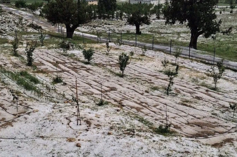 Mersin Erdemli’de dolu tarım alanlarına zarar verdi