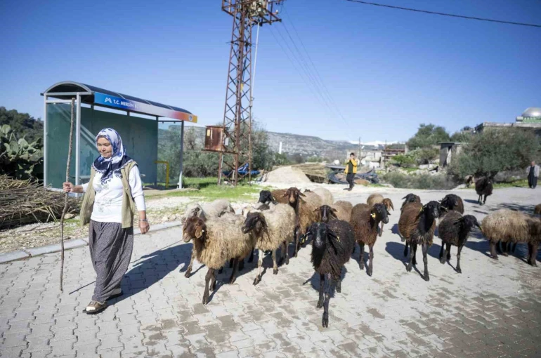 Mersin’de 360 yetiştiriciye 9 bin küçükbaş desteği 