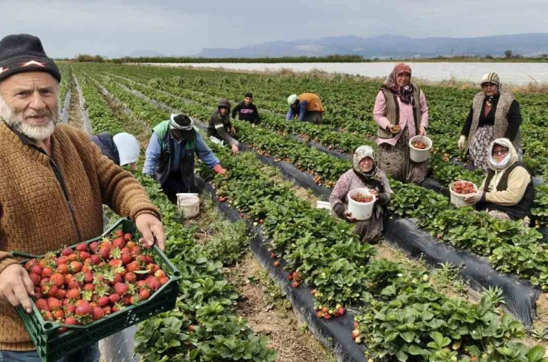 Mersin’de açıkta çilek hasadı başladı: İç pazarda kilogramı 65 ile 75 TL arasında 