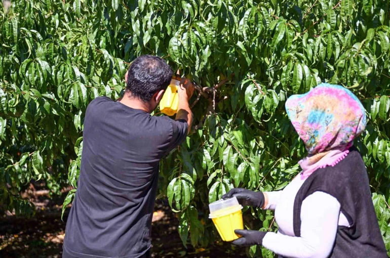 Mersin’de Akdeniz Meyve Sineğine karşı 80 bin feromon tuzak desteği