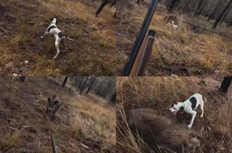 Mersin’de av sırasında domuz saldırısı kamerada 