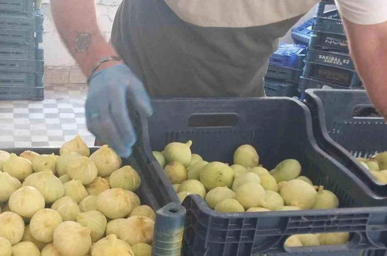 Mersin’de beyaz incirde ’yok yılı’: Rekoltenin 90 bin tondan 30 bin tona düşmesi bekleniyor